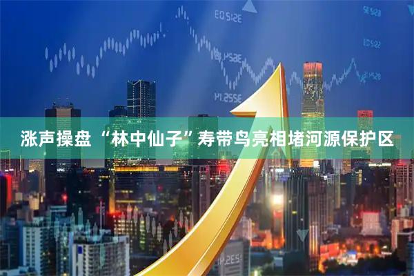 涨声操盘 “林中仙子”寿带鸟亮相堵河源保护区